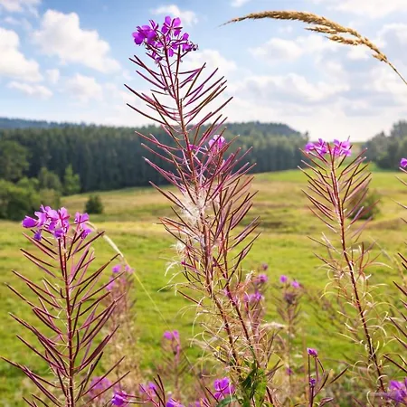 Kammweg Hotel Neustadt am Rennsteig