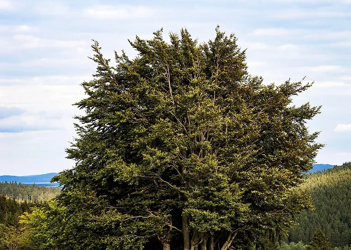 Kammweg 3* Neustadt am Rennsteig