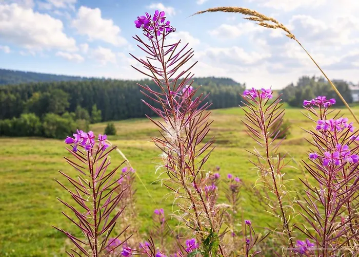 Kammweg Hotel Neustadt am Rennsteig